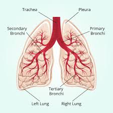 肺癌医治的里程碑式从一个吉字逐渐，易瑞沙一盒多少元存活期乃至增加三倍